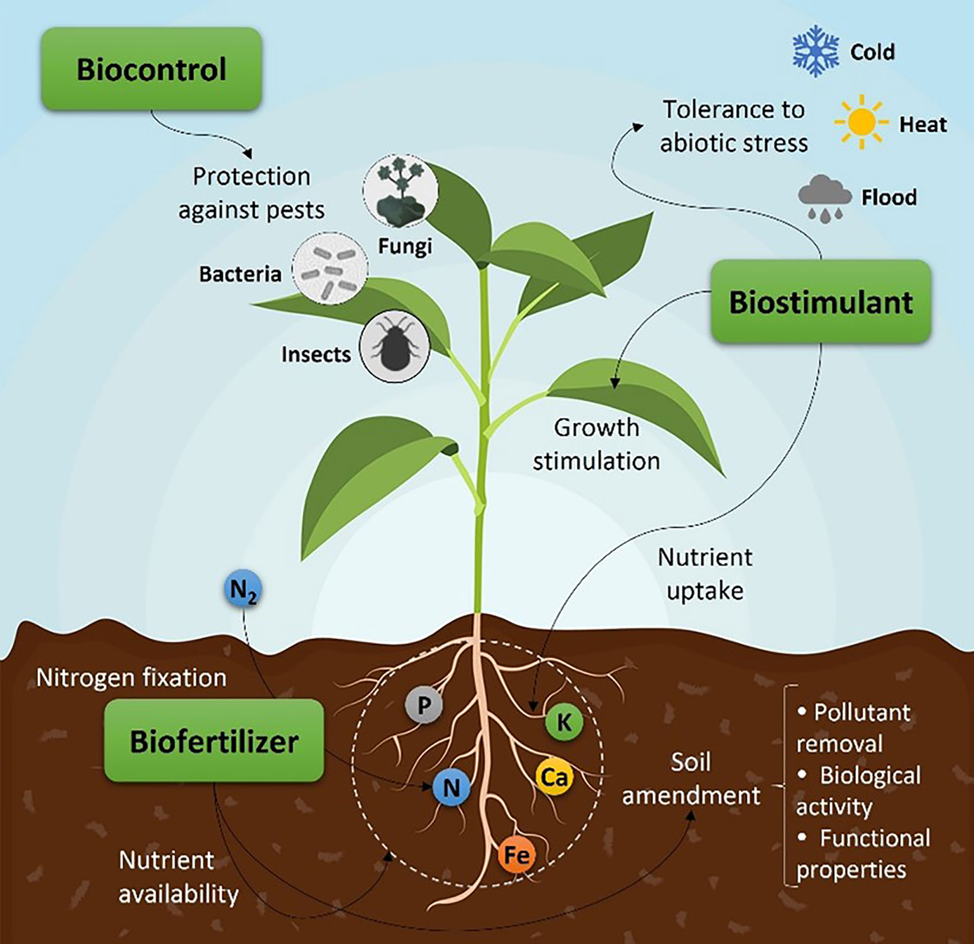 A microscopic image of soil microorganisms, highlighting their importance in agricultural ecosystems