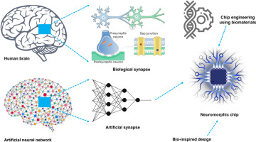 Illustration of a biological neuron network