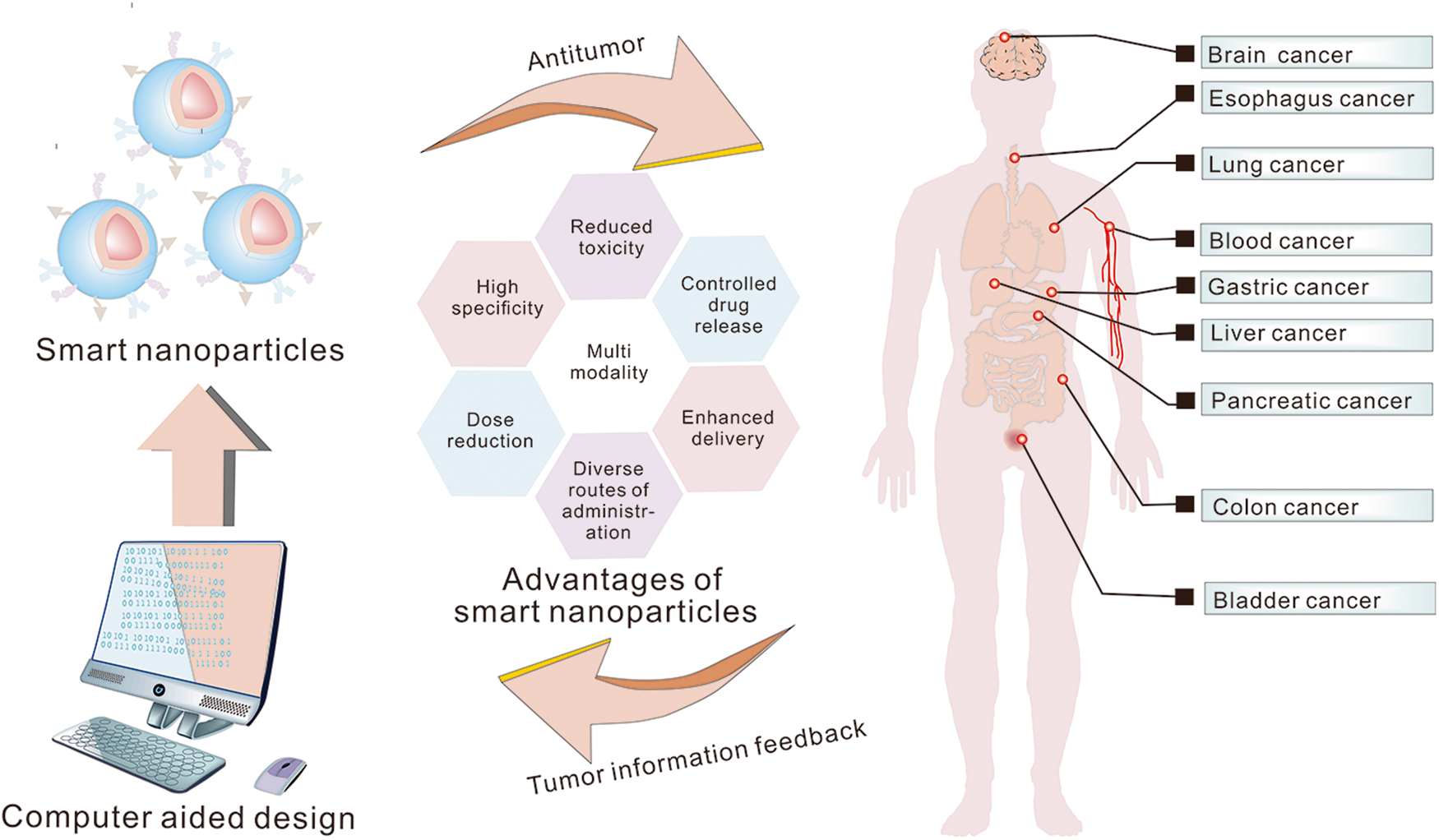 Illustration of nanoparticles targeting cancer cells